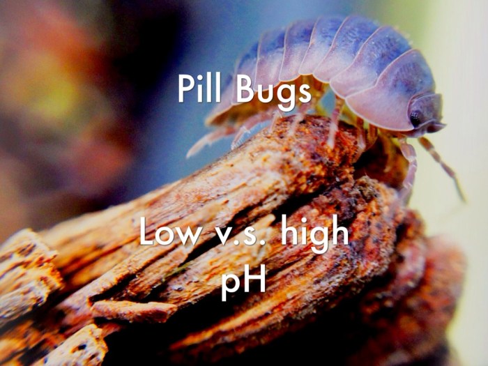 Pill bug behavior lab answers