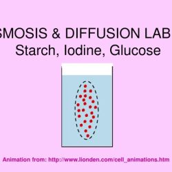 Starch bag diffusion iodine membrane lab biology plastic baggie experiment solution beaker cell observed biologycorner water each demo placed across