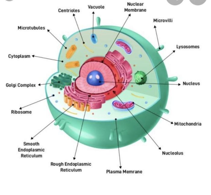 Larynx anatomy trachea respiratory system laryngeal structures organs bone hyoid laryngopharynx thyroid lower figure cartilage anterior model epiglottis lateral vocal