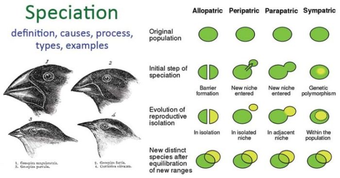 Select the correct statement describing sympatric speciation