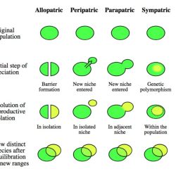 Evolution biological selection speciation natural adaptive finches biology species evolved population through adaptation example definition darwin science theory adaptations response