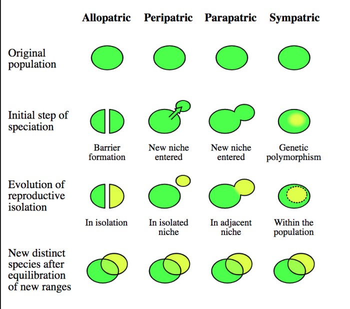 Evolution biological selection speciation natural adaptive finches biology species evolved population through adaptation example definition darwin science theory adaptations response